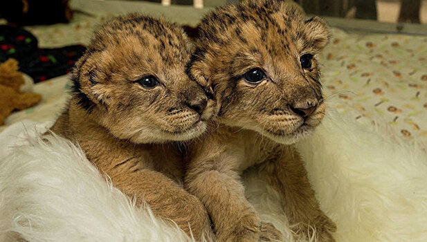 В ЮАР родились первые в мире «львята из пробирки»