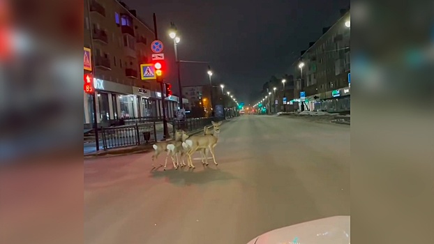 Косули вышли на красный свет на перекрестке в центре Омска