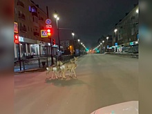 Косули вышли на красный свет на перекрестке в центре Омска