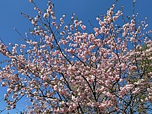 В Бурятии пройдет фестиваль цветения сакуры и этно-рока