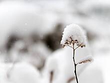 Жителям Центральной России пообещали первый снег