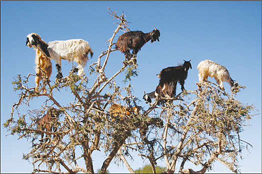 Ученые: аргании размножаются при помощи козлов