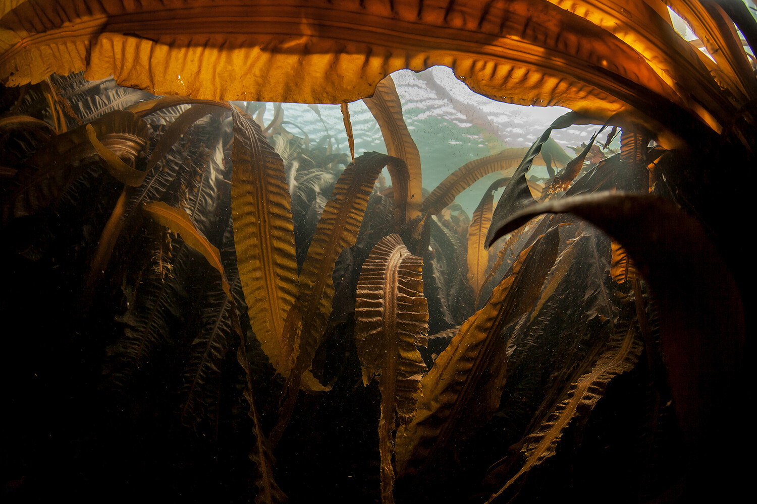 SciRep: таяние льдов повысило концентрацию ртути в арктических водорослей на 72%