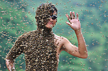 Почему сибирские пчеловоды предпочитают работать нелегально