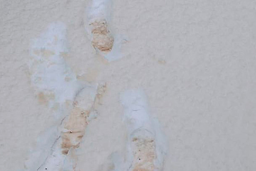 Стало известно, почему приморский снег «пожелтел»