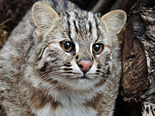 В США нашли кота-мутанта