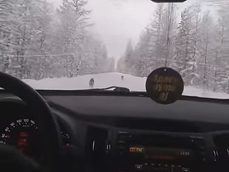 Водитель на машине пытается догнать стаю волков в Якутии