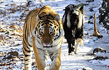 У козла Тимура и тигра Амура появились странички в соцсетях КНР