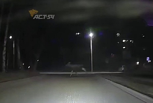 Лось устроил пробежку по Университетскому проспекту в Новосибирске