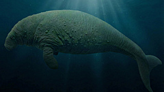 27 лет от открытия до исчезновения: почему вымерли морские коровы