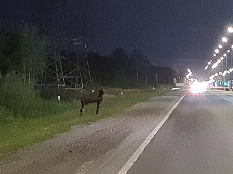 В Тюмени водитель заметил лося на дороге в районе ТЭЦ-2