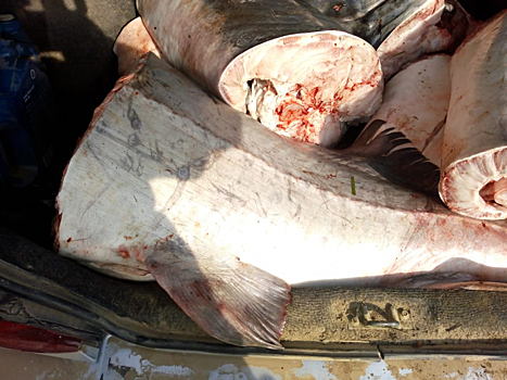 В Астраханской области задержали браконьеров