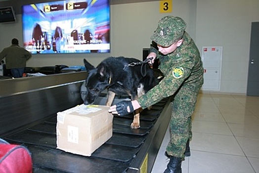 Собака нашла свыше 300 кг контрабандных сигар на таможне в «Шереметьеве»
