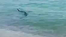 Акула заставила туристов бежать с популярного пляжа
