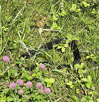 В Бузулукском бору на солнечных полянках греются гадюки