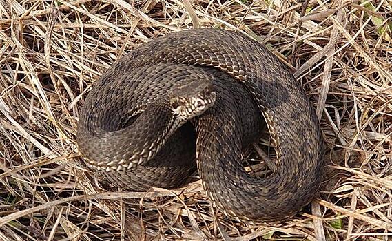 В курском заповеднике проснулись степные гадюки