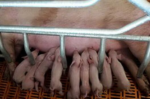Поголовье свиней сократилось в Нижегородской области в 2016 году