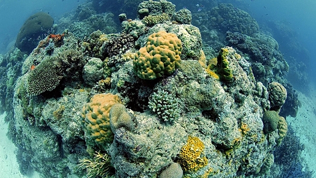 Кораллы Большого Барьерного рифа стали резко исчезать