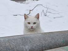 День снежных котов и День нарушения новогодних обещаний: какие праздники отмечают в России и мире 17 января