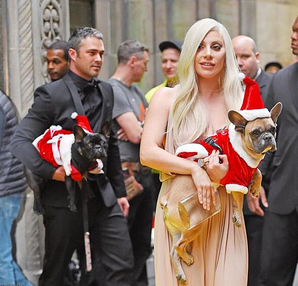 Леди Гага с питомцами