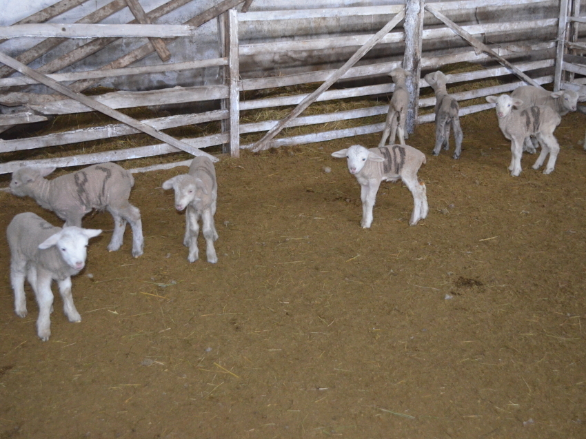 Окотная кампания завершилась в овцеводческих хозяйствах десяти районов Забайкалья