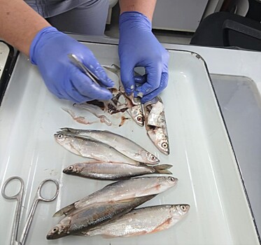 Паразитов ищут в приморской рыбе