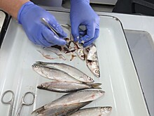 Паразитов ищут в приморской рыбе