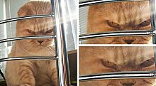 Адские котики: 16 смешных фото суровых котов, которые ничего не спустят с лап