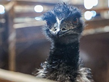 С фермы в Ленобласти сбежал страус