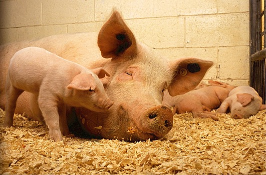 Жителей Выксы оштрафовали за выгул свиней