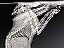 В Красноярске из тела кошки вынули 7 пуль