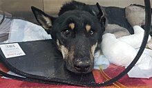 Зоозащитники спасают жестоко травмированную на стройке собаку-героя