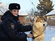 В Кемеровской области инспектор ПДН спасла от стаи бродячих собак и выходила раненого хаски