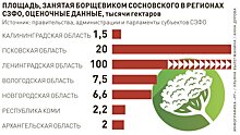 Регионы СЗФО сформируют программы борьбы с борщевиком Сосновского