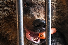 Медведь обокрал российских охотников