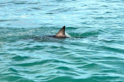 Большая белая акула вызвала переполох на популярных пляжах