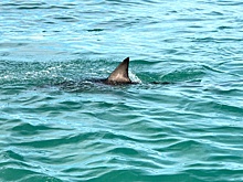 Большая белая акула вызвала переполох на популярных пляжах