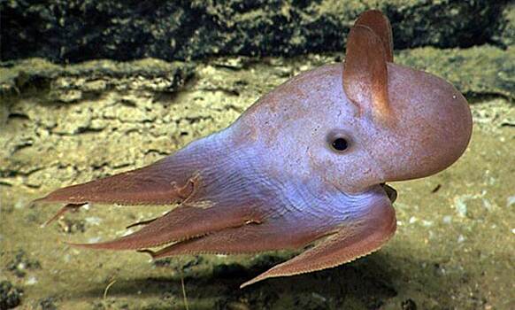 Биологи нашли самого глубоководного осьминога в мире
