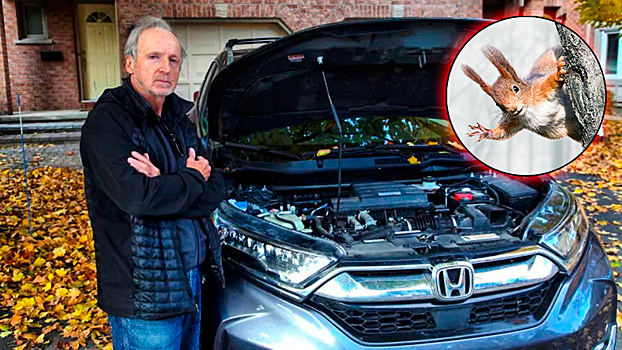 Белки терроризируют владельца Honda