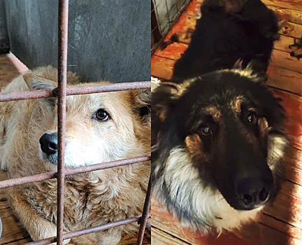 Амурчане смогут брать под опеку животных из приютов