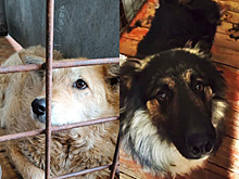 Амурчане смогут брать под опеку животных из приютов