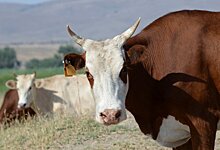 Скот или животное: депутаты Таджикистана разошлись во мнении