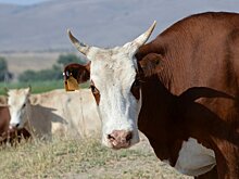 Скот или животное: депутаты Таджикистана разошлись во мнении