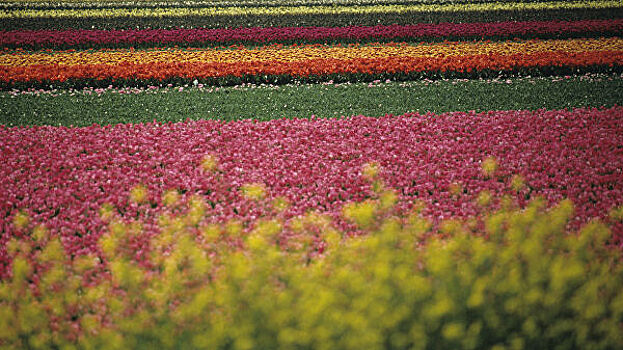 В Нидерландах цветочные фермы сделали для туристов послание из тюльпанов