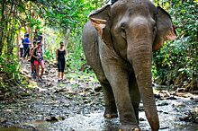 В Даклаке туристам запретили кататься на слонах