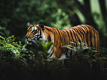 В Индии тигр съел фермера, который справлял нужду