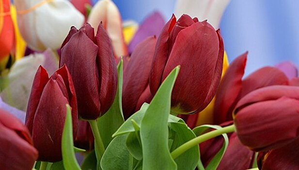 В Москву к 8 марта завезли 50 млн цветов