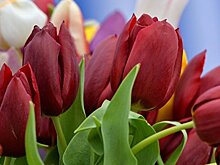 Флористы рассказали, какие цветы дарить женщинам на 8 марта