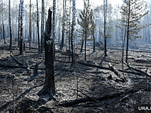 Судебный эксперт по экологии Есина: в РФ редко раскрываются дела по лесным пожарам