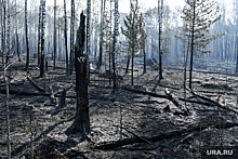 Судебный эксперт по экологии Есина: в РФ редко раскрываются дела по лесным пожарам